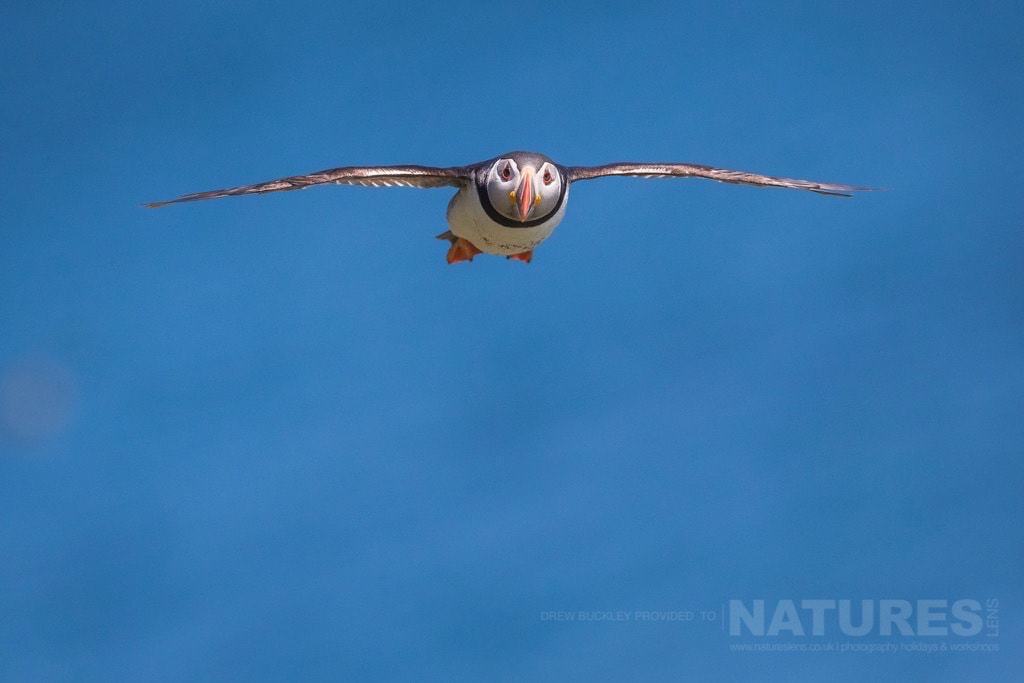 Coming In Head-On - A Puffin In Flight Photographed During The Natureslens Skomer Puffins Photography Holiday