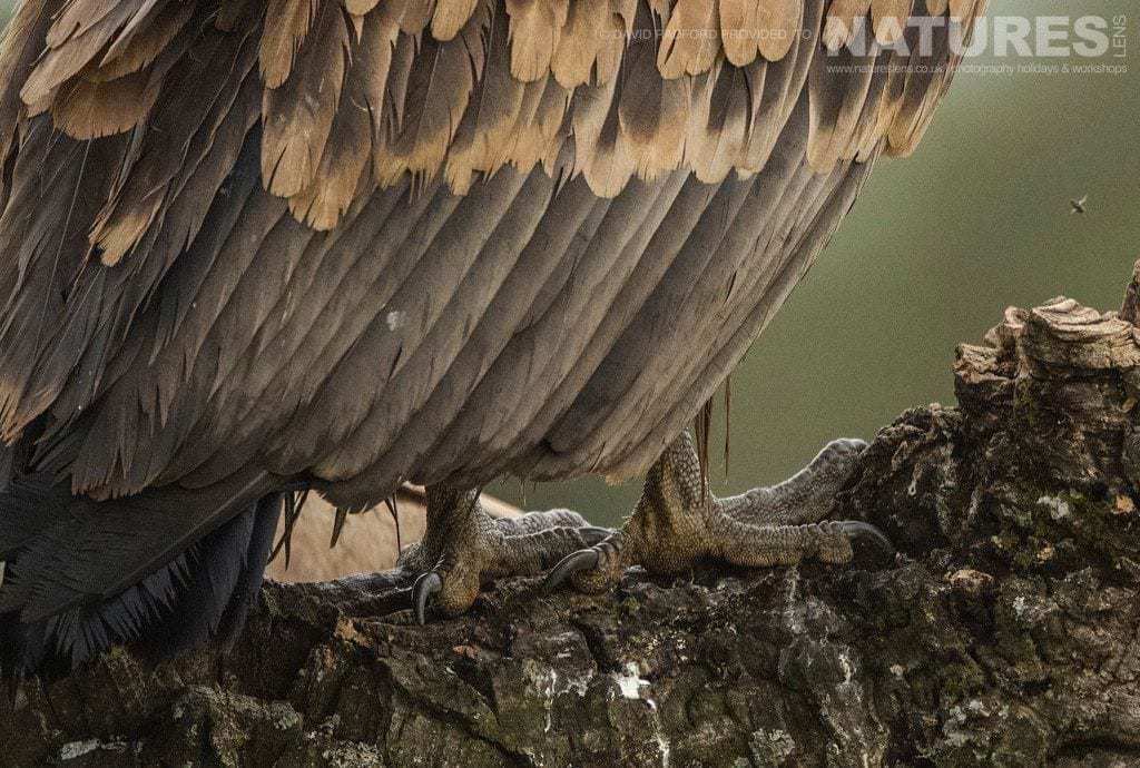 Detail Of A Vultures Foot - Photographed On The Natureslens Birds Of The Spanish Plains Photography Holiday