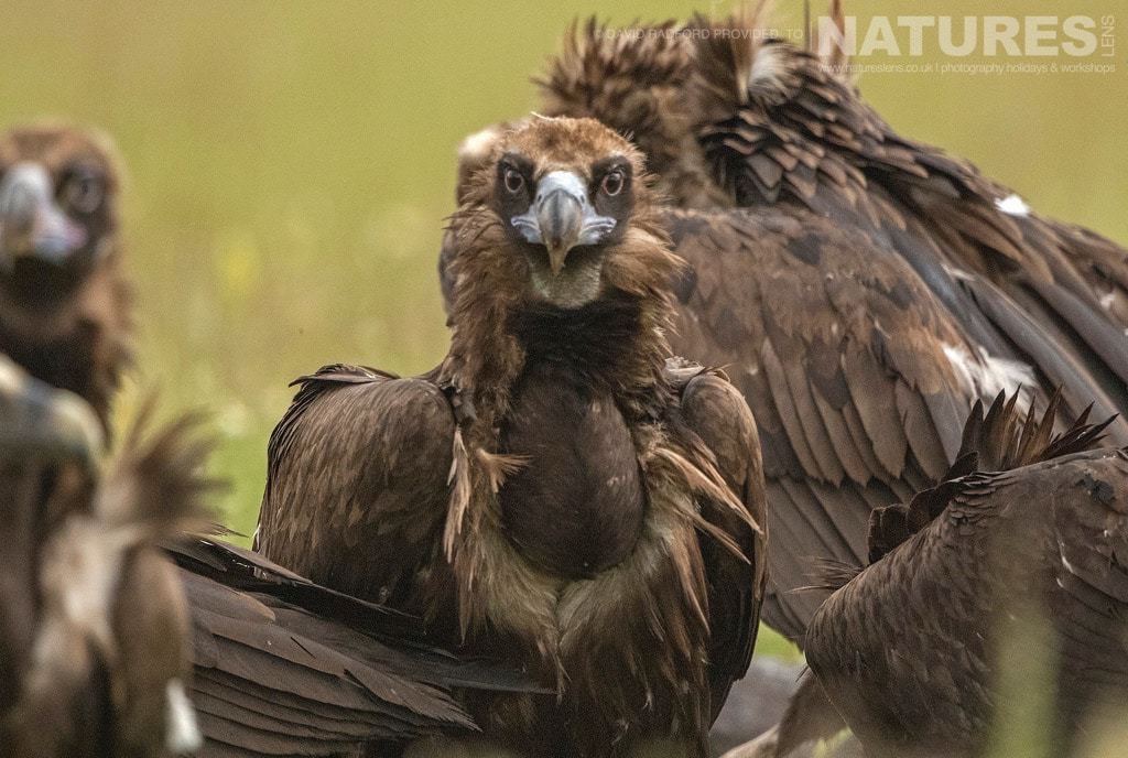 Eyes Locked On To The Hide, One Of The Vultures Stares Intently - Photographed On The Natureslens Birds Of The Spanish Plains Photography Holiday