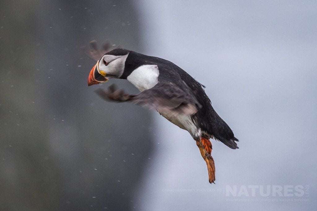 Flying Against The Rain - A Valiant Puffin Of Skomer Island Battles The Weather - Photographed During The Natureslens Skomer Puffins Photography Holiday