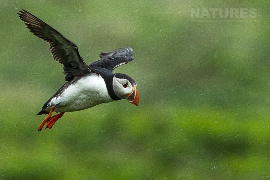 Flying against the rain one of the Skomer puffins braves the weather photographed during the NaturesLens Skomers Puffins Photography Holiday