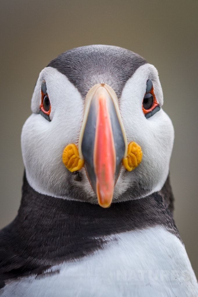 Focussed on you a fabulous head on portrait of an Atlantic Puffin photographed during the NaturesLens Skomer Puffins Photography Holiday