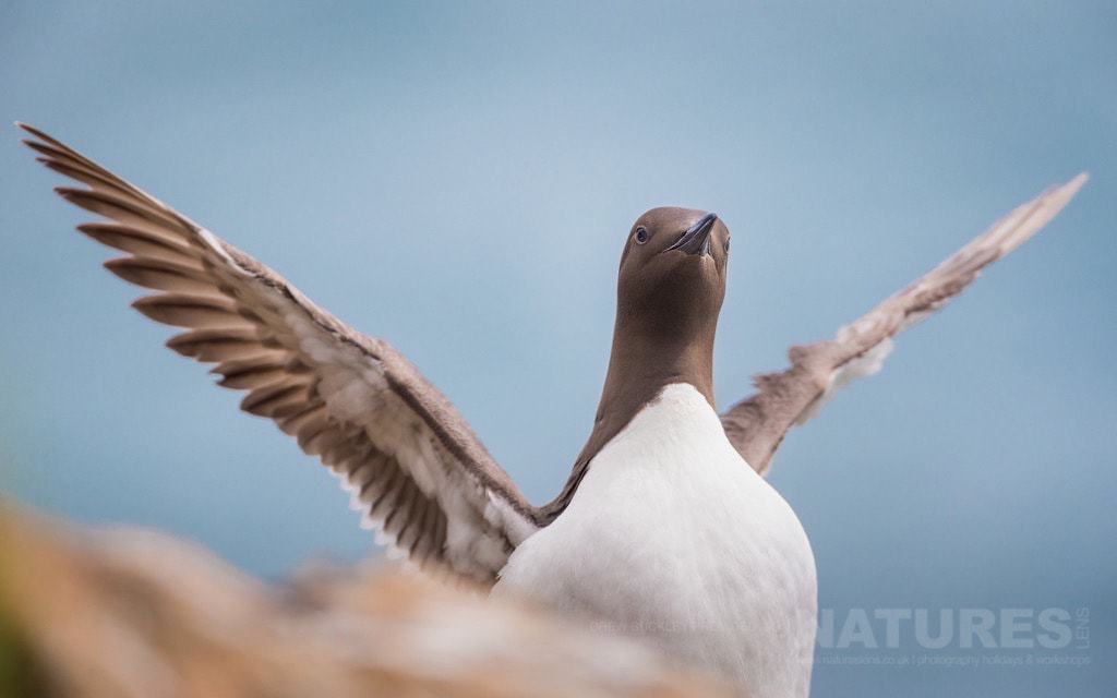 In Addition To The Puffins, Skomer Is Home To Many Other Seabirds - Such As This Gullemot - Photographed During The Natureslens Skomer Puffins Photography Holiday