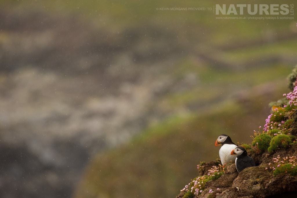 Looking Out To Sea, A Pair Of Fair Isle'S Puffins Look Small Against The Rugged Coastline Covered In Thrift - Photographed On The Natureslens Puffins Of Fair Isle Photographic Holiday