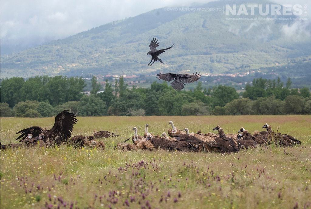 Mob-Handed, The Vultures Move In To The Carrion Hide Site, Chasing Away The Crows &Amp; Kites - Photographed On The Natureslens Birds Of The Spanish Plains Photography Holiday