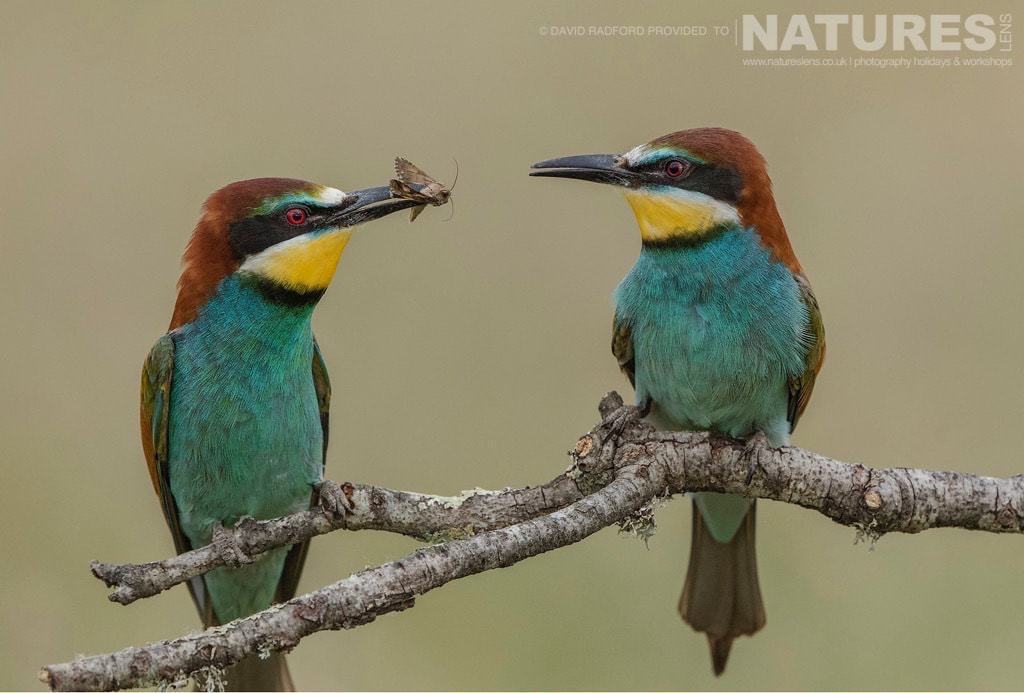 One Bee-Eater Passes A Caught Insect To Another Amongst The Grass &Amp; Wild Flowers Of The Spanish Plains - Photographed On The Natureslens Birds Of The Spanish Plains Photography Holiday