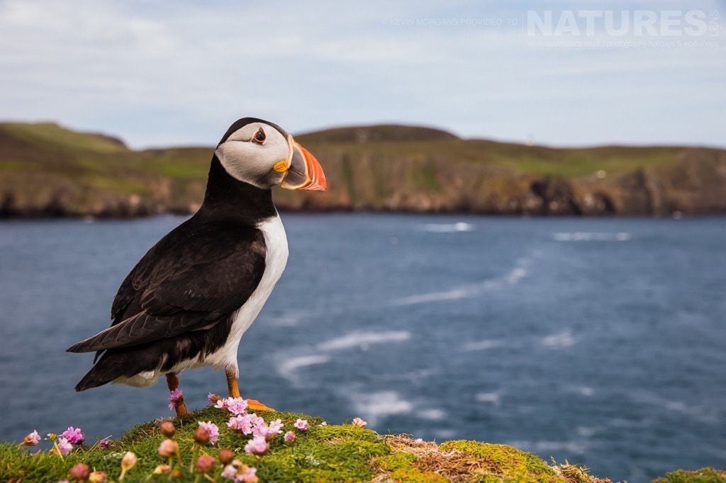 One Of Fair Isle'S Atlantic Puffins Poses Amongst The Thrift - Photographed On The Natureslens Puffins Of Fair Isle Photographic Holiday