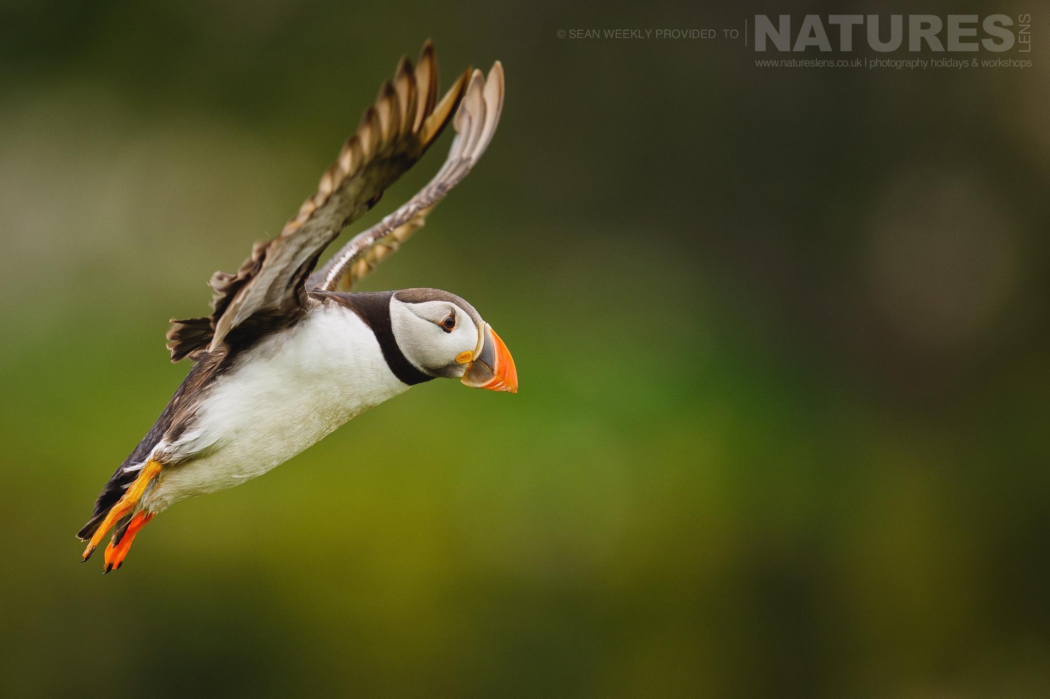 One of Skomers famous puffins comes in to land on The Wick typical of the kind of image that can be captured on the NaturesLens Puffins of Skomer Island Photography Holiday