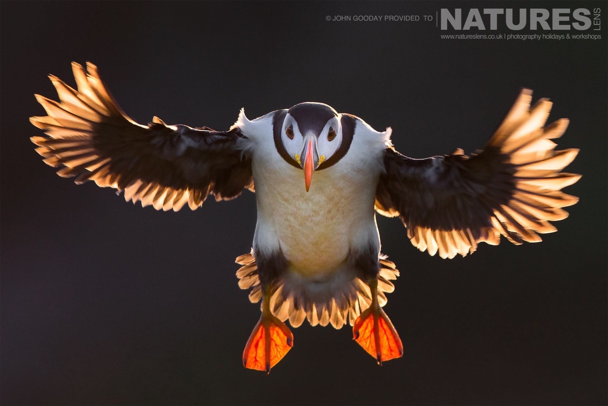 one of the atlantic puffins of skomer island beautifully backlit flies against the dark cliff on the opposite side of the wick photographed on the natureslens puffins of skomer island photography h