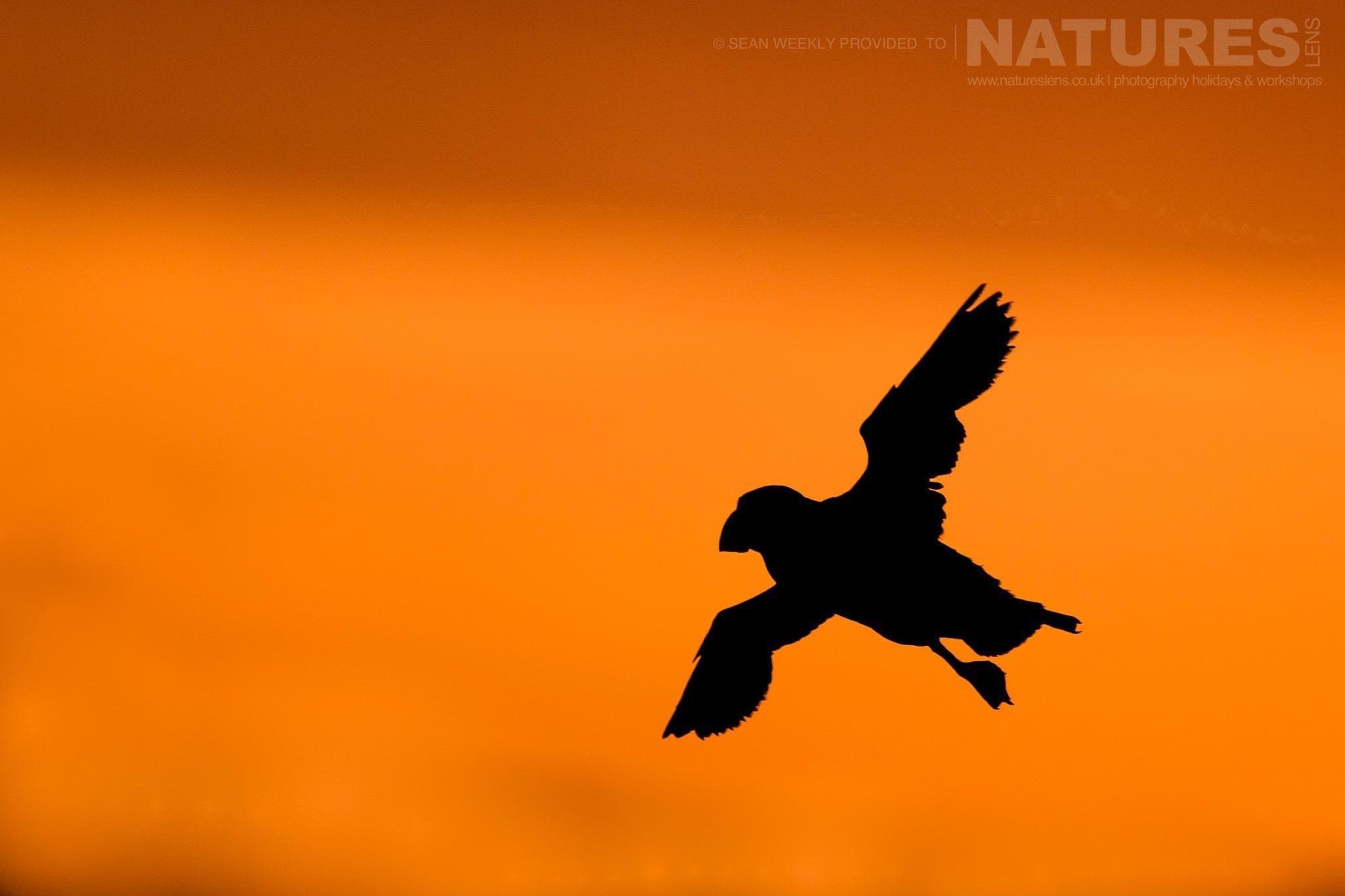 One of the Puffins of Skomer takes fligh silhouetted against the evening sky an example of photography at the end of the day on Skomer Island.jpg