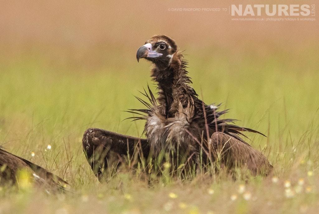 One Of The Vultures Who Gather To Feed At The Carrion Site Located In The Spanish Plains - Photographed On The Natureslens Birds Of The Spanish Plains Photography Holiday