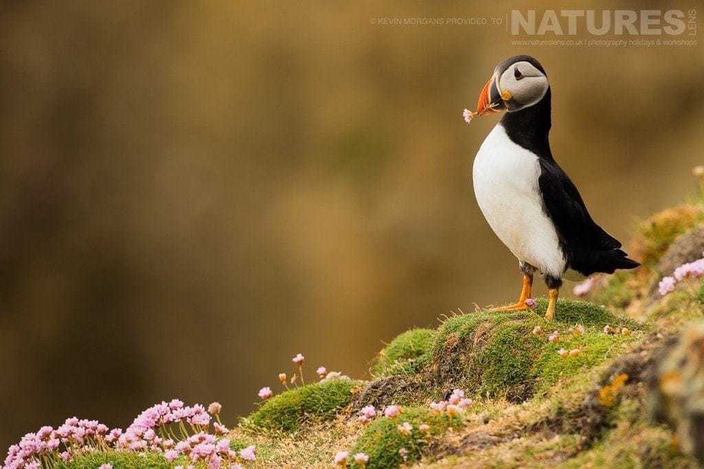 Posing With A Gathered Flower, One Of Fair Isle'S Puffins Looks In A Contemplative Mood - Photographed On The Natureslens Puffins Of Fair Isle Photographic Holiday