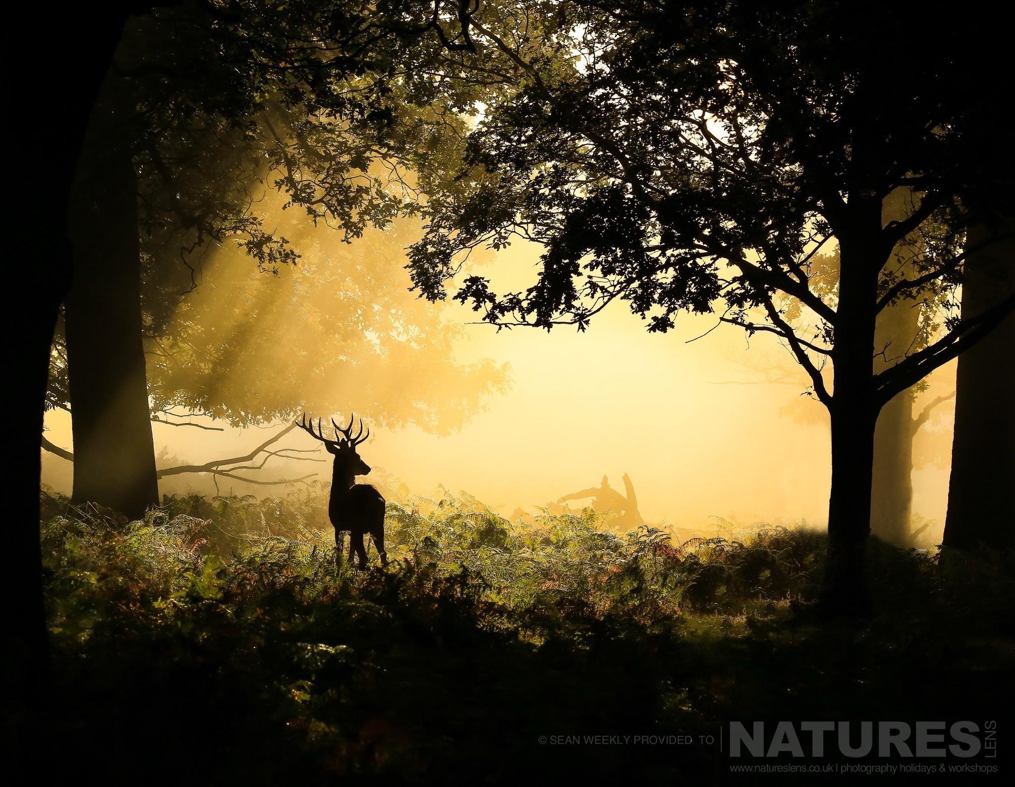 proving that not all images of the deer have to be frame filling a lone stag in the forest an example of the creative red deer stag imagery achieved by natureslens red deer in rut photography work
