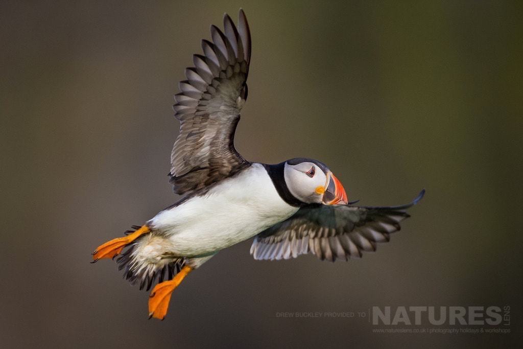 Puffins In Flight Against A Dark Background Are One Of The Signature Images Of Skomer - Photographed During The Natureslens Skomer Puffins Photography Holiday