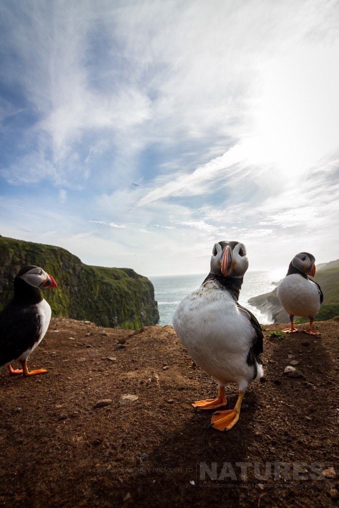Puffins In Wide-Angle At The Wick - Photographed During The Natureslens Skomer Puffins Photography Holiday