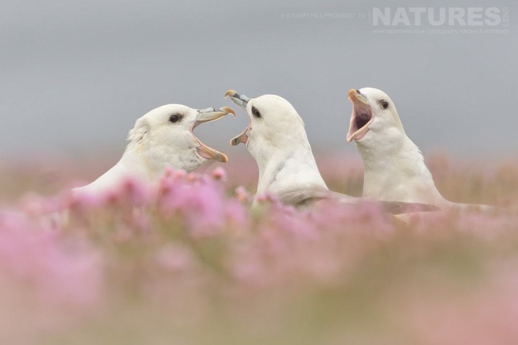 Seabirds &Amp; Puffins In Thrift Is The Main Reason For The Timing Of The Photography Tour - Photographed On The Natureslens Puffins Of Fair Isle Photography Holiday