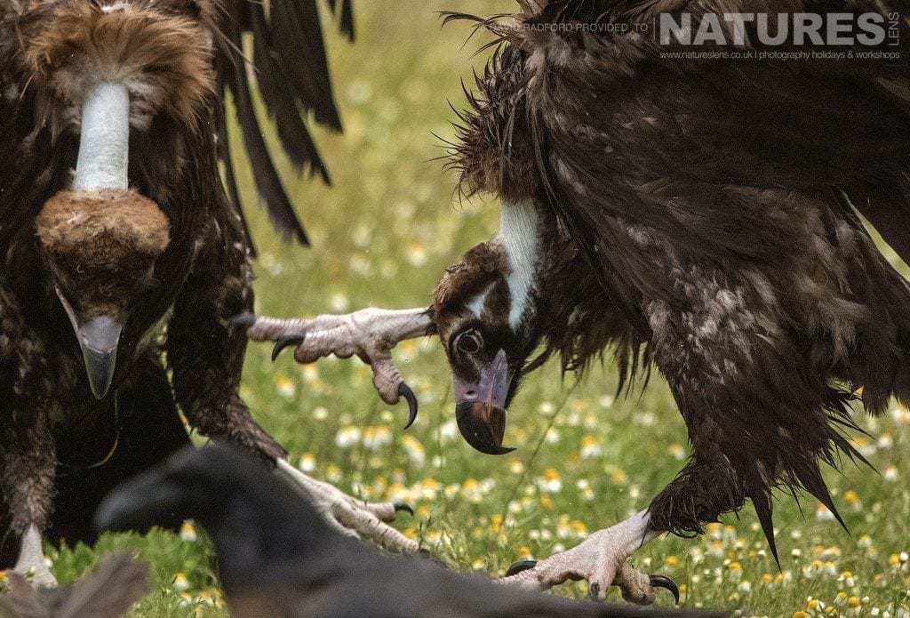 Sparring Vultures Keep Their Food Solely To Themselves - Photographed On The Natureslens Birds Of The Spanish Plains Photography Holiday