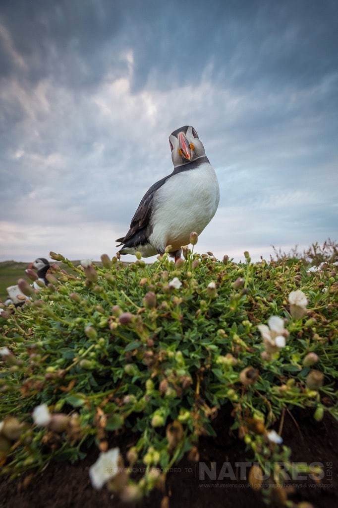 The Fact That The Puffins On Skomer Are Not Afraid, Leads To Some Awesome Wide-Angle Images - Photographed During The Natureslens Skomer Puffins Photography Holiday