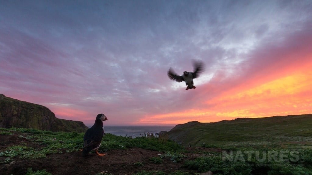 The Images That It Is Possible To Capture At The End Of The Day Are Bathed In Beautiful Tones - Photographed During The Natureslens Skomer Puffins Photography Holiday
