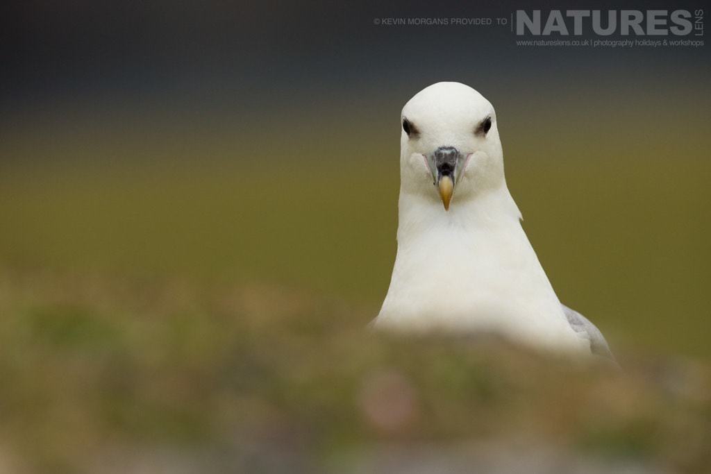 Who'S Watching Who? An Inquisitive Fulmar Observes The Photographer Near Sumburgh Head On Shetland- Photographed On The Natureslens Puffins Of Fair Isle Photographic Holiday