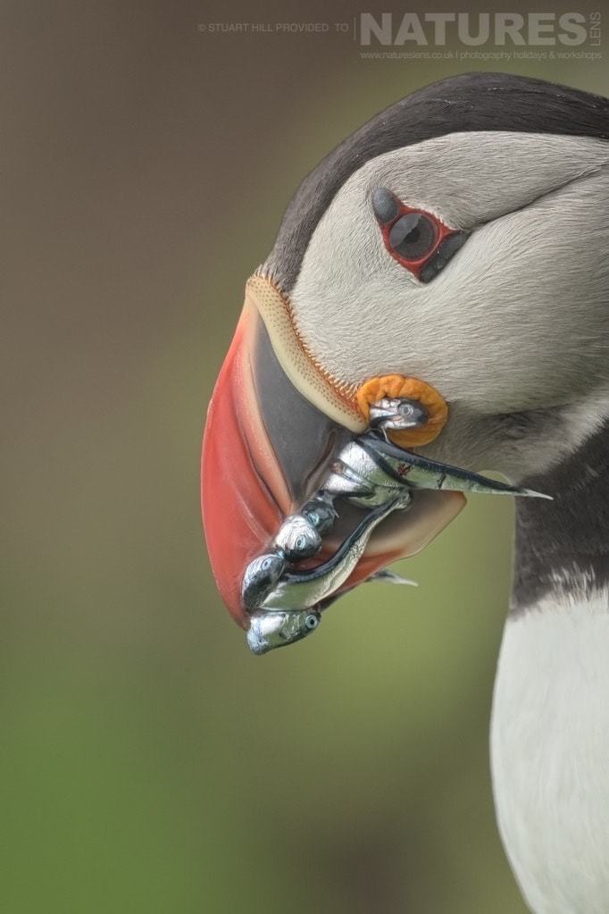 With A Bill That Could Literally Hold No More Sand Eels, One Of The Fair Isle Atlantic Puffins Returns To It'S Burrow - Photographed On The Natureslens Puffins Of Fair Isle Photography Holiday