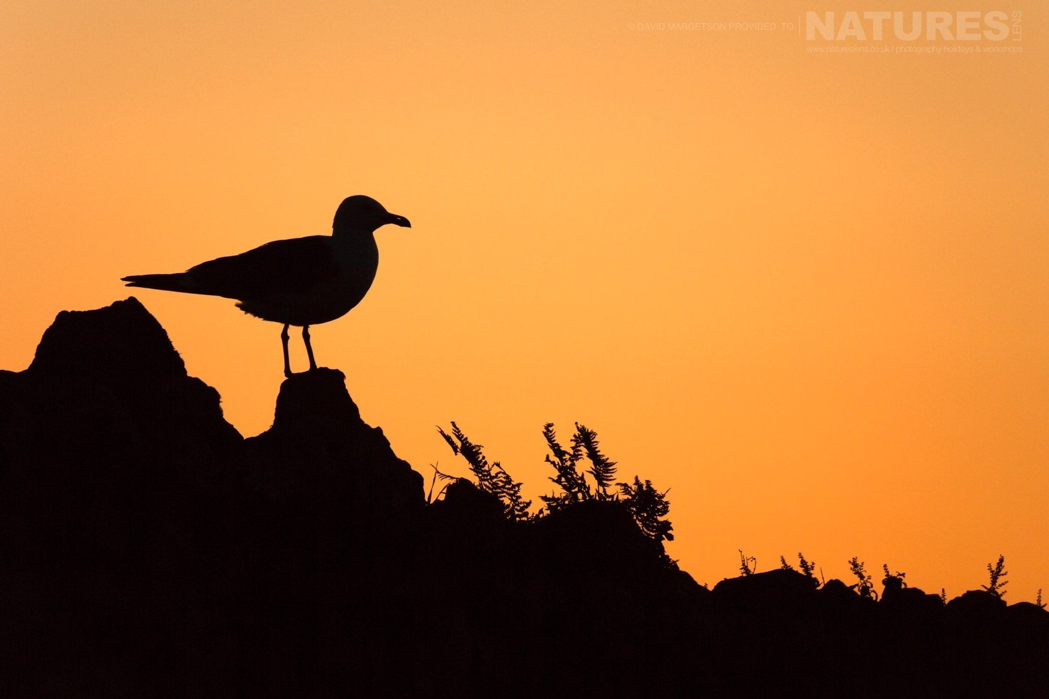 Silhouette of a gull photographed by David Margetson on the 2017 Skomer Puffins Photography Holiday