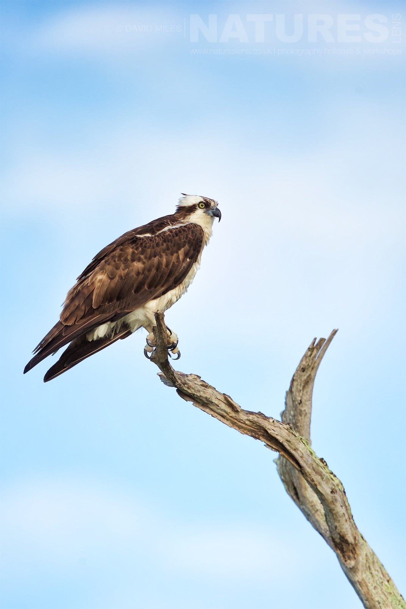 An Osprey Perches At The Top Of One Of The Cypress Trees Photographed On The Naturelens Ospreys Of Blue Cypress Lake Photography Holiday