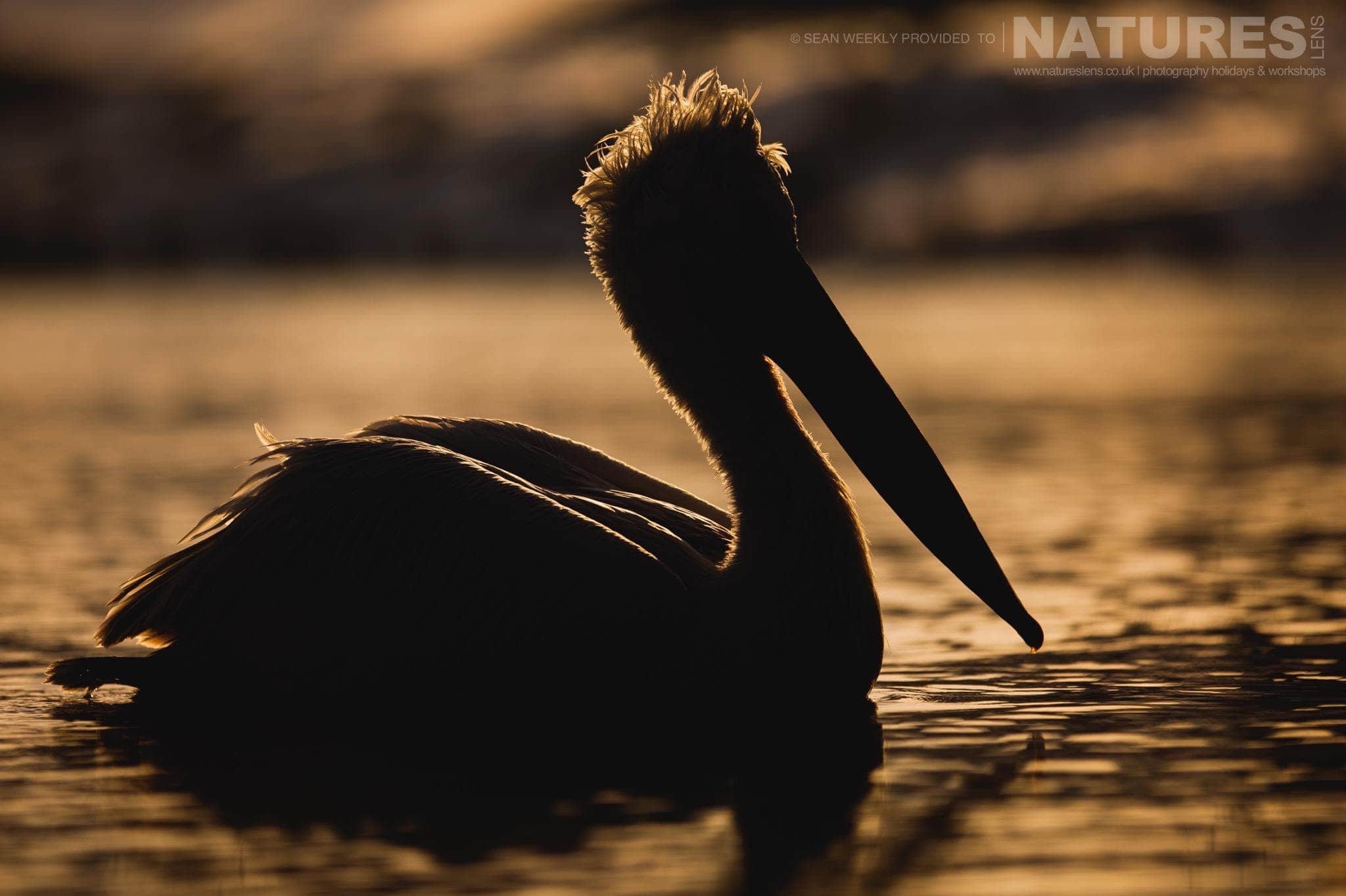 A Dalmatian Pelican captured at sunrise photographed on the NaturesLens Dalmatian Pelicans Photography Holiday