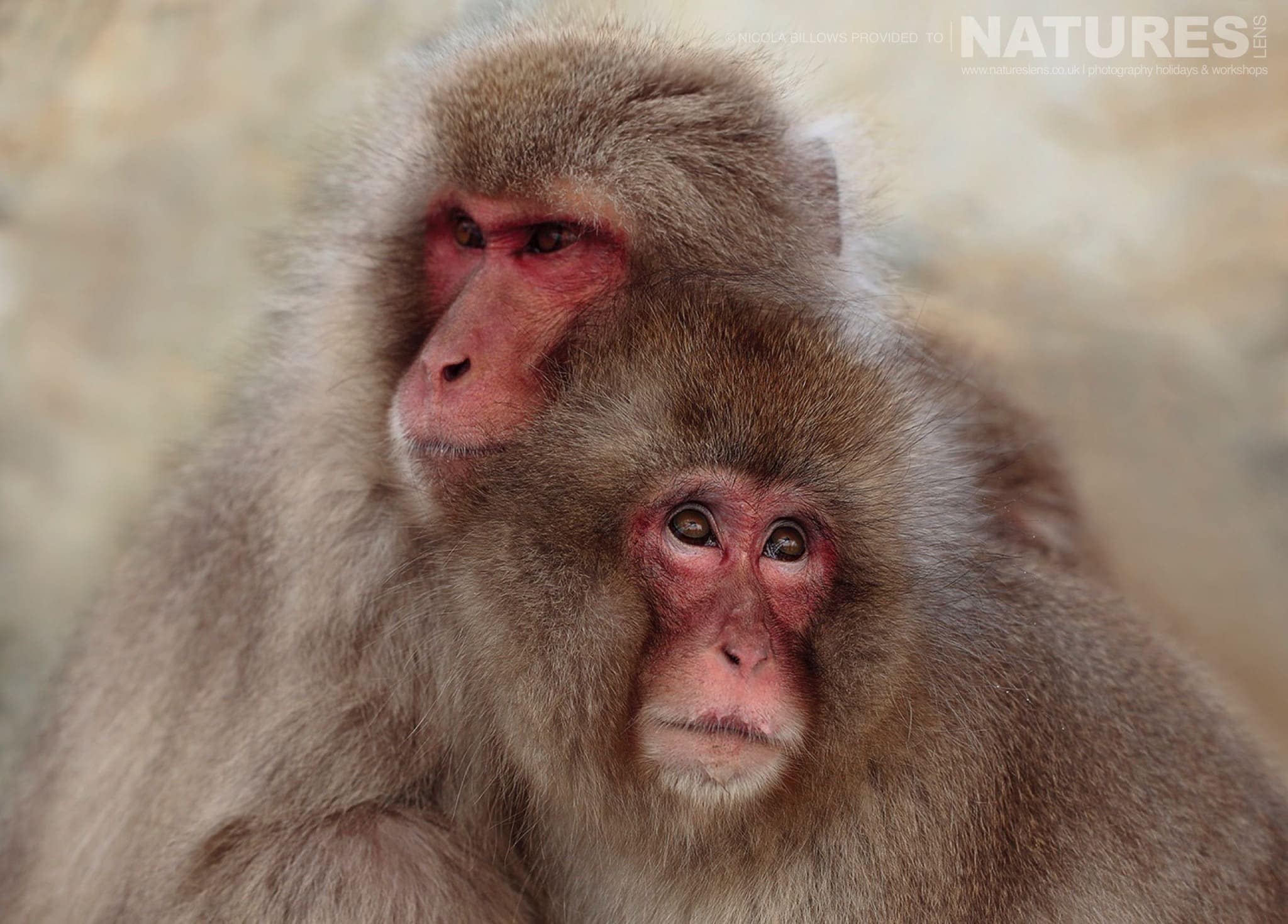 A pair of huddled snow monkeys of Hells Valley on the main island of Japan photographed by Nicola Billows during the NaturesLens Japanese Winter Wildlife Photography Holiday