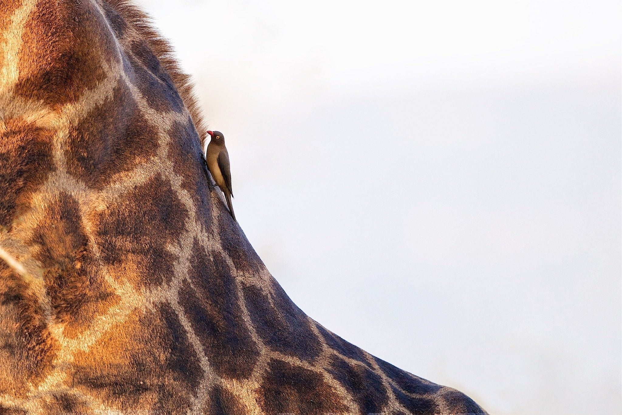 An Oxpecker sat on a the neck of a giraffe photographed during the NaturesLens African Wildlife of Zimanga photography holiday
