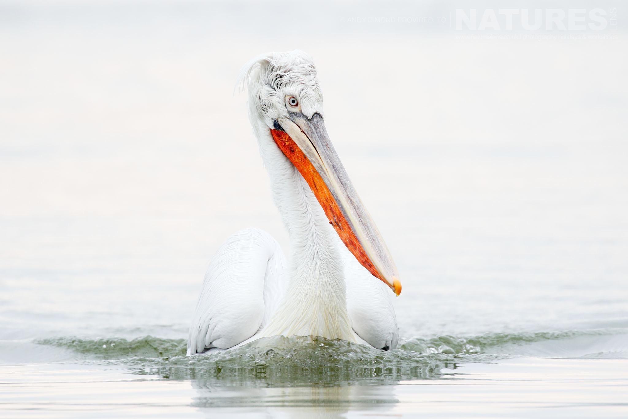 Coming in fast a Dalmatian Pelican pushes the water ahead of its chest photographed on the NaturesLens Dalmatian Pelicans Photography Holiday