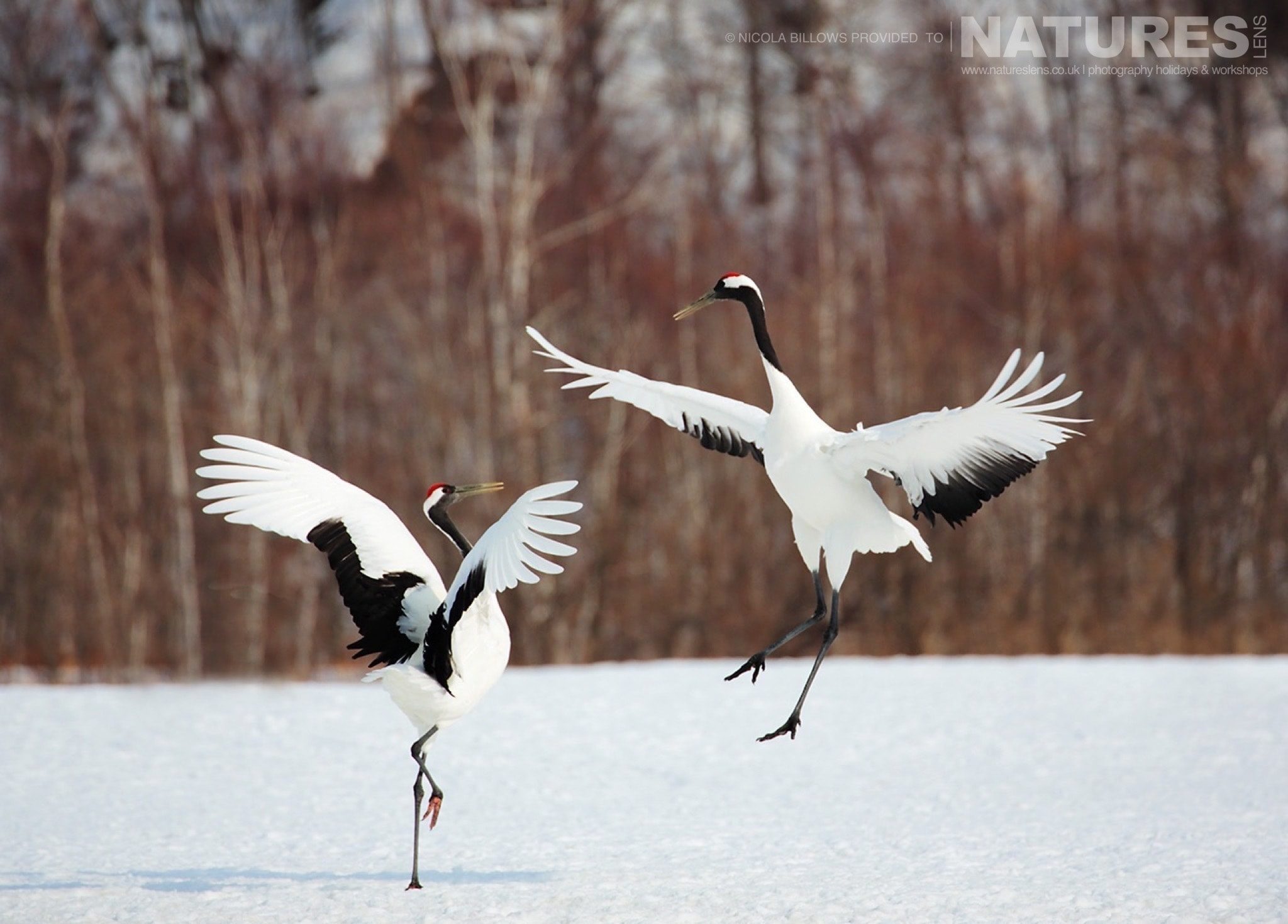 High in the air a duo of red crowned cranes perform their dance on the snowy landscape of Hokkaido photographed by Nicola Billows during the NaturesLens Japanese Winter Wildlife Photography Holiday