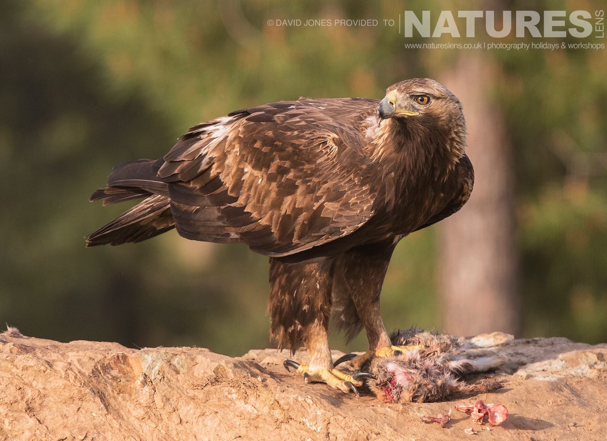 Golden Eagle photographed on one of the pair of NaturesLens Wildlife Photography Holidays to capture images of the Birds of Spain