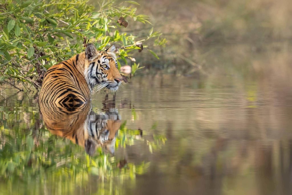 Photograph The Majestic Bengal Tigers Of India