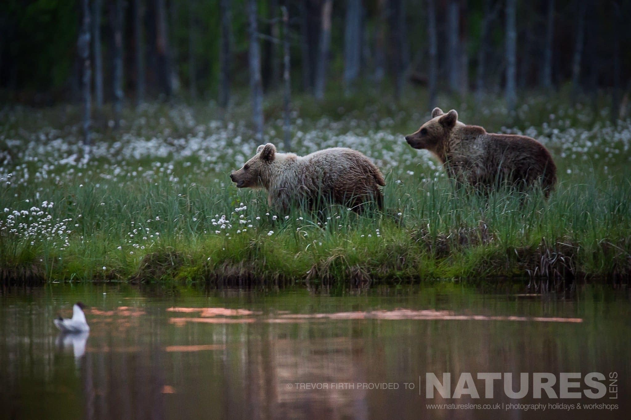 A pair of the Wild Brown Bears on the side of one of the lakes captured by NaturesLens guest Trevor during the Wild Brown Bears of Finland Photography Holiday