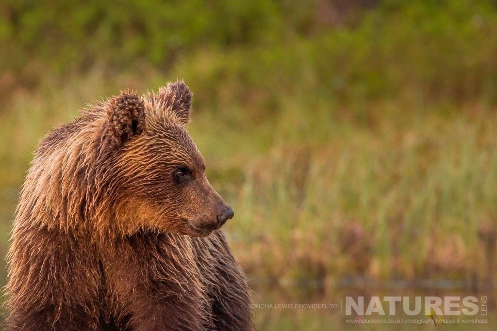 A portrait of one of the juvenile wild brown bears photographed during the NaturesLens Wild Brown Bears of Finland Photography Holidays