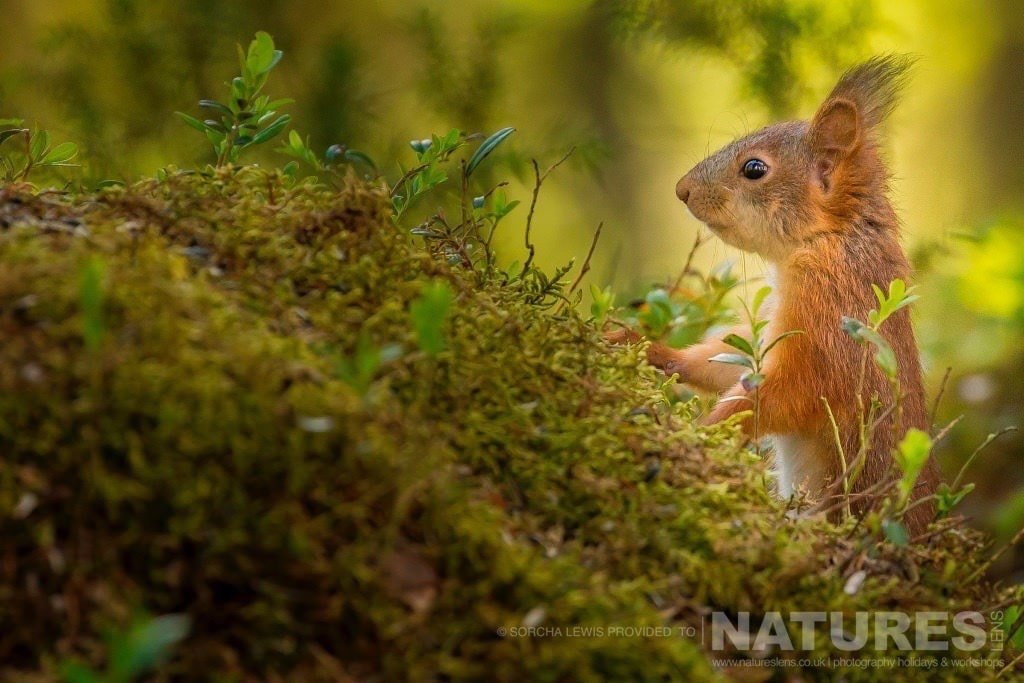 A Red Squirrel Just Some Of The Other Wildlife Found In The Boreal Forest In Which The Bears Live Photographed During The Natureslens Wild Brown Bears Of Finland Photography Holidays