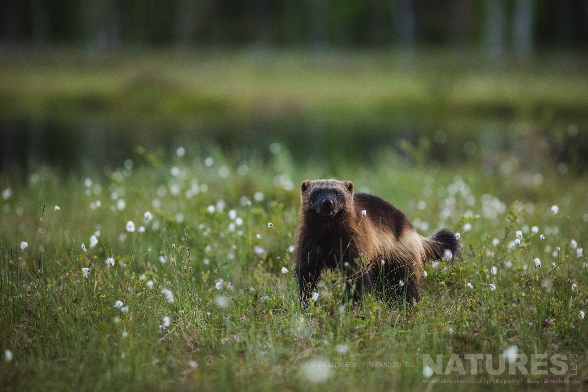 A wolverine stood on the edge of the Taiga Forest amongst a field of cotton grass