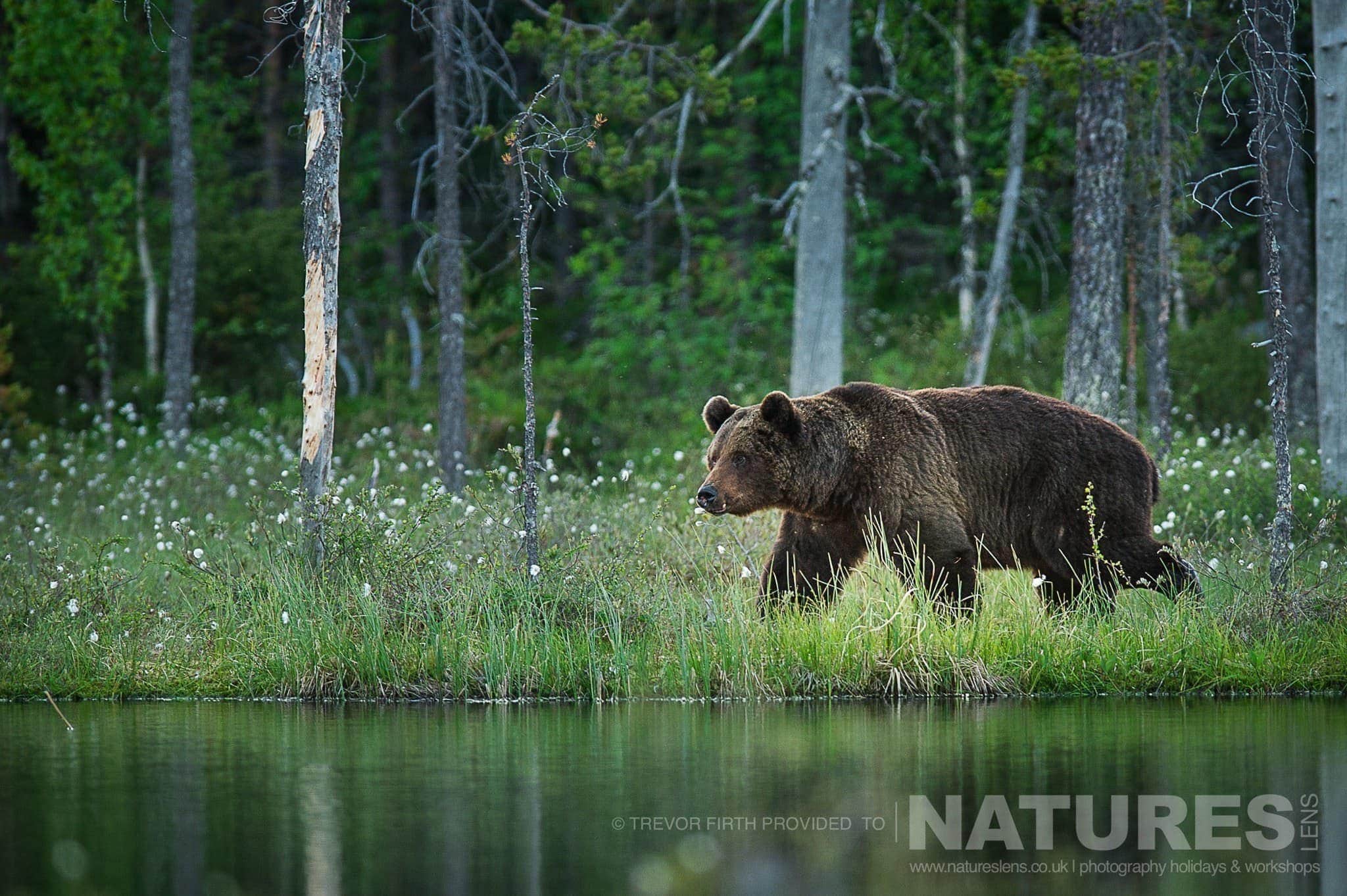 An image of a large adult wild brown bear as he walks adjacent to the lake photographed during the NaturesLens photography holiday to photograph the Wild Brown Bear