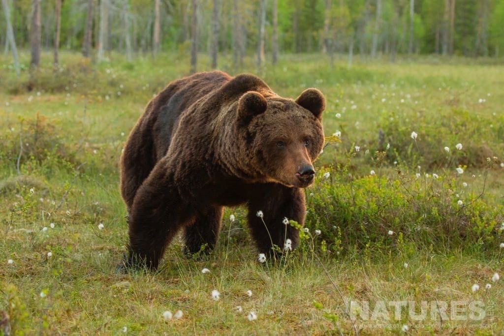 Another Of The Large Male Wild Brown Bears Up Close To One Of The Hides Photographed During The Natureslens Wild Brown Bears Of Finland Photography Holidays