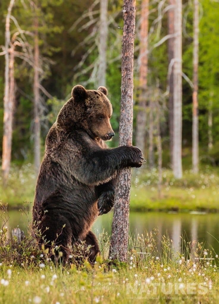Beautiful In Contemplation Photographed During The Natureslens Wild Brown Bears Of Finland Photography Holidays