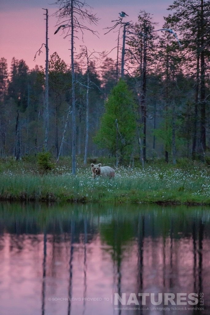 In A Dusky Pink Light Of The Midnight Sun, One Of Wild Brown Bears Up Close To One Of The Lakes Photographed During The Natureslens Wild Brown Bears Of Finland Photography Holidays