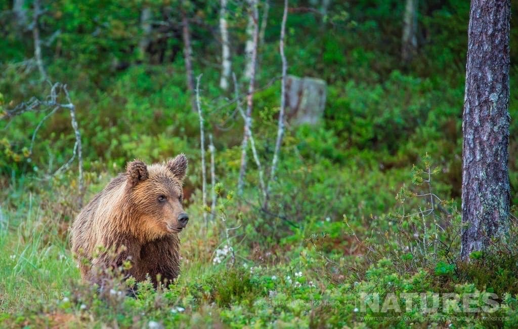 One Of The Juvenile Wild Brown Bears Emerges From The Boreal Forest Photographed During The Natureslens Wild Brown Bears Of Finland Photography Holidays