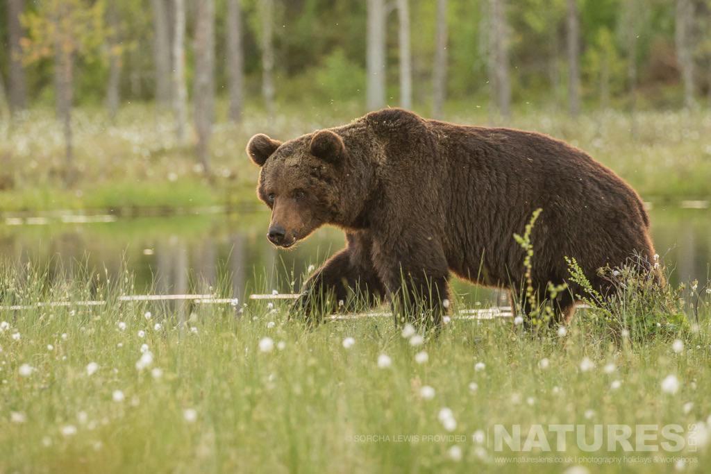 One Of The Large Male Wild Brown Bears Up Close To One Of The Hides Photographed During The Natureslens Wild Brown Bears Of Finland Photography Holidays
