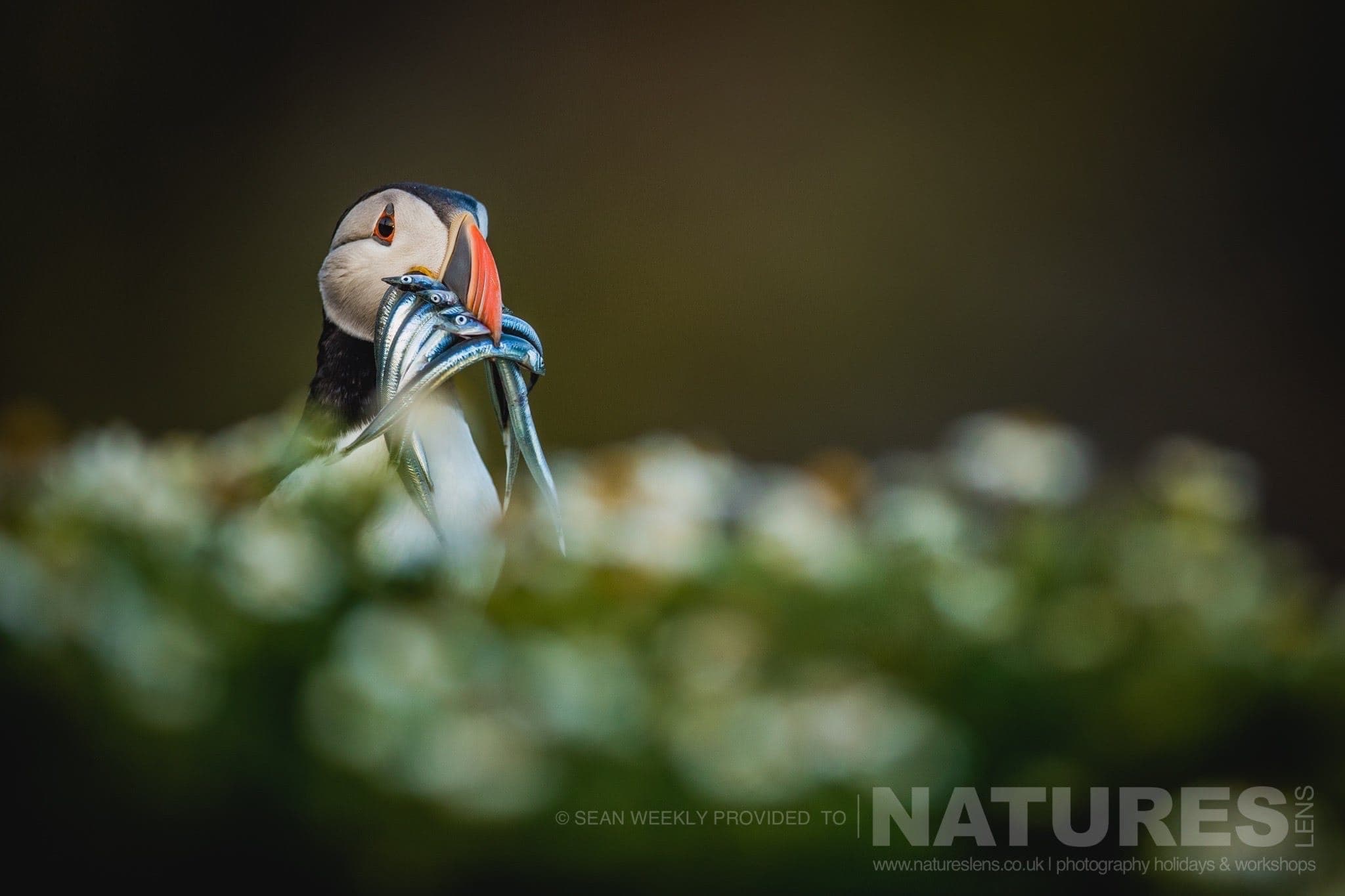 One of the Puffins of Skomer stood amongst the sea campion with a great meal of sand eels photographed during the July 2017 Skomer Island Puffin Photography Holiday