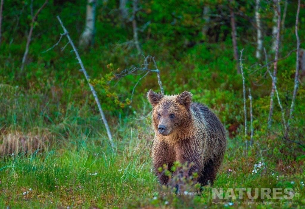 One Of The Wild Brown Bears Lumbers Out Of The Forest Photographed During The Natureslens Wild Brown Bears Of Finland Photography Holidays