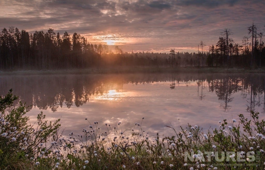 Sunrise And Sunset Are So Close To One Another In The Season Of The Midnight Sun Photographed During The Natureslens Wild Brown Bears Of Finland Photography Holidays