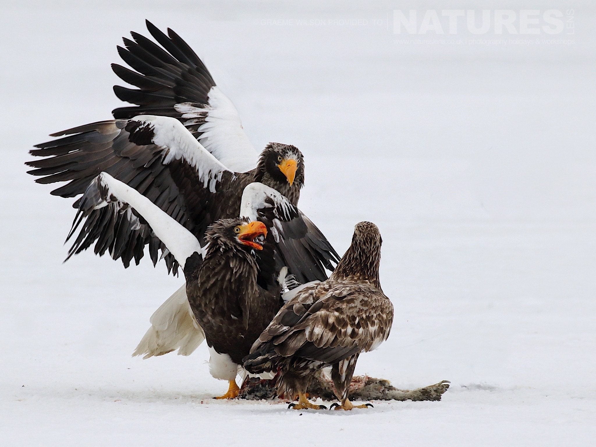 A bloody squabble breaks out over fish between several of the Stellers White Tailed Sea Eagles photographed during the 2017 NaturesLens Japanese Winter Wildlife Photography Holiday