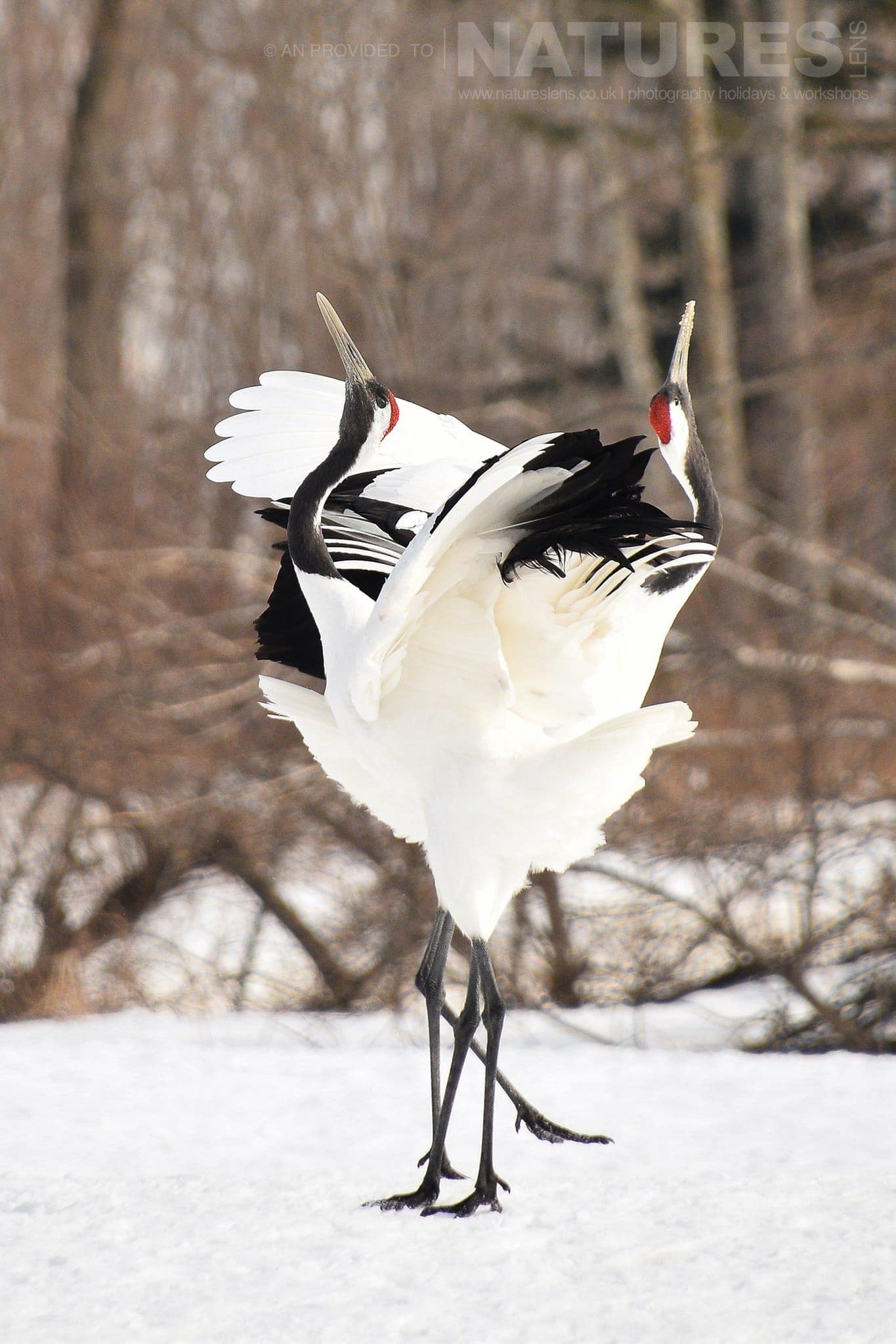 A Pair Of Beautiful Red Crowned Cranes Performing Their Dance In The Snow Captured Natureslens During The Winter Wildlife Of Japan Photography Holiday