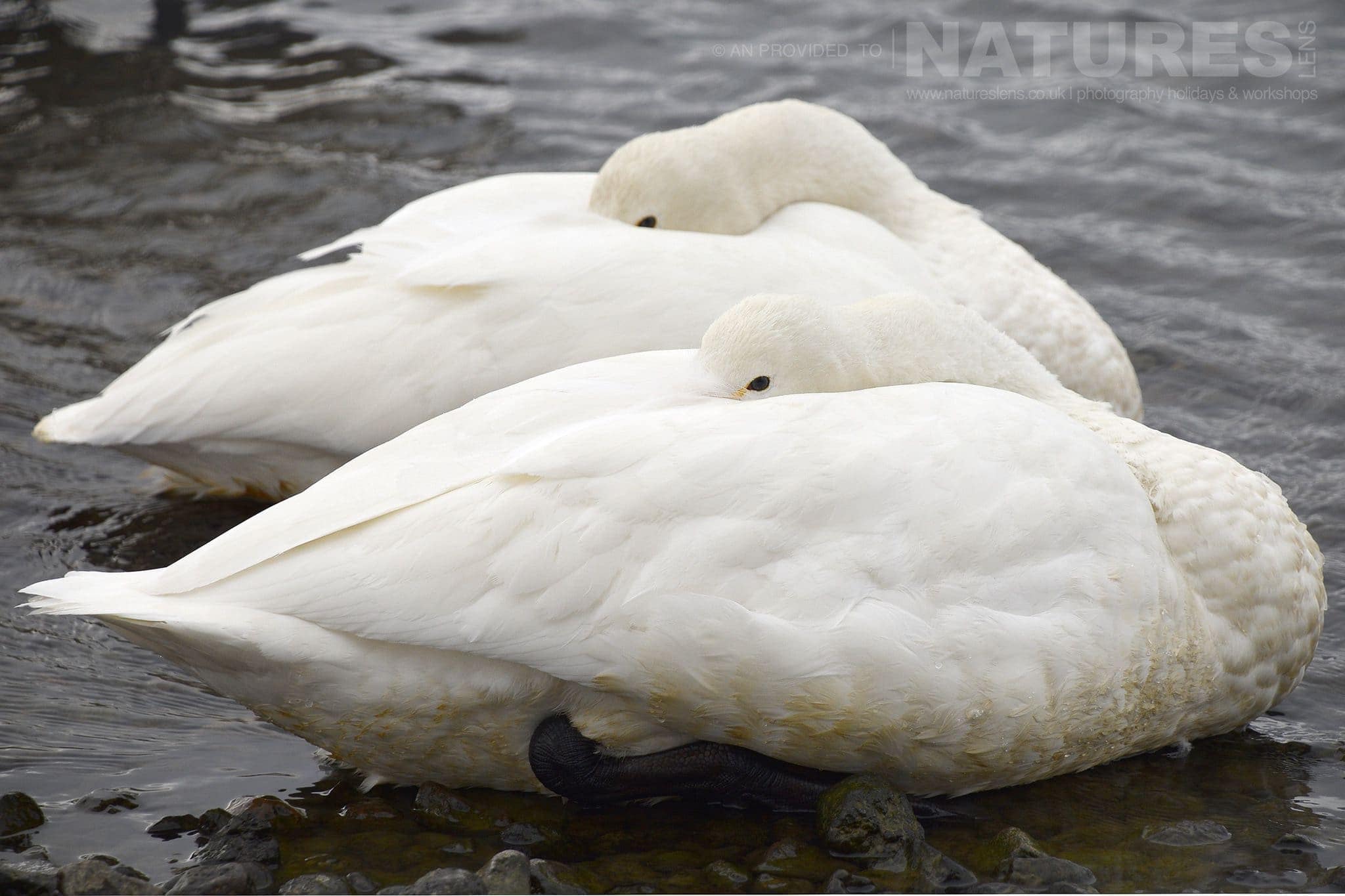 A Pair Of Whooper Swans Of Lake Kussharo Sleep Floating On The Thermally Heated Waters Of The Lake Captured Natureslens During The Winter Wildlife Of Japan Photography Holiday